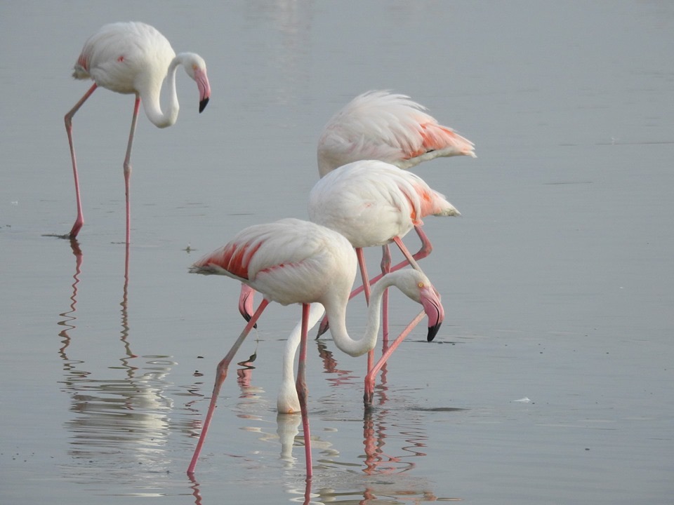 flamingo Spanje